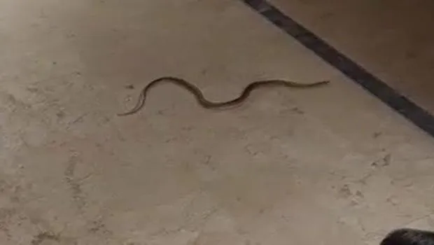 4 mahallede 'yılan' tedirginliği, araçların motorlarından çıktılar
