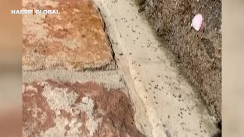 Avrupa’nın başı süper karınca ile dertte! "Elektrik kesintilerine sebep oluyor"