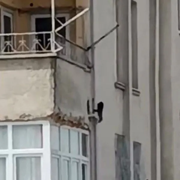 Mersin'de Maymun Paniği! Evlere Girdi, Ortalığı Karıştırdı!
