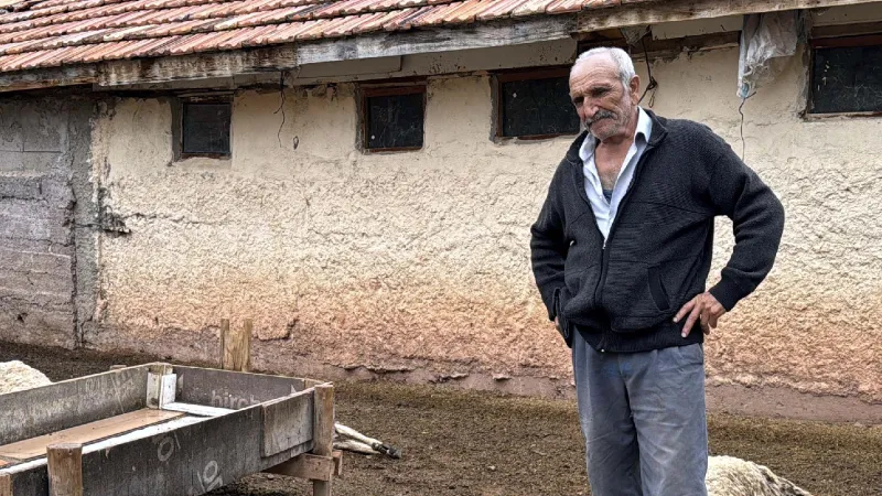 Kırıkkale'de kurtların saldırdığı 18 küçükbaş öldü