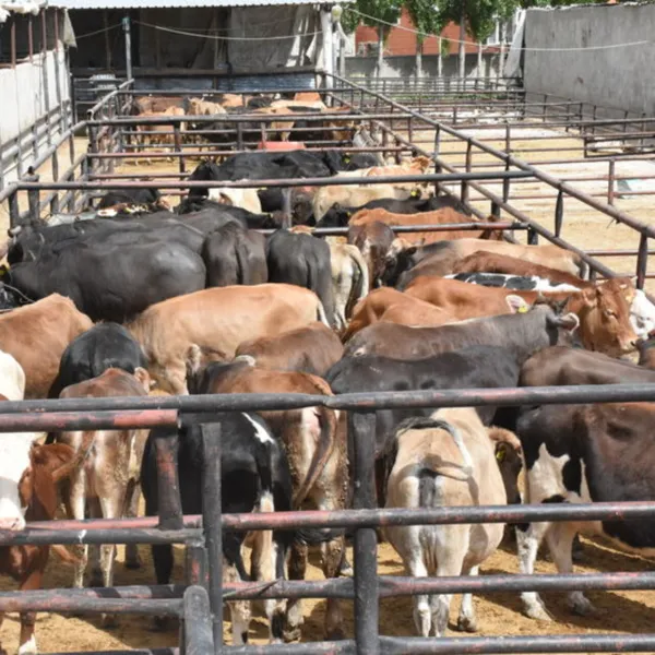 Kurban bağışında "sahte dernek" uyarısı
