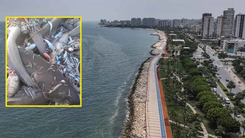 Mersin'de köpek balığı korkusu! Denize girilir mi? Valilikten açıklama geldi