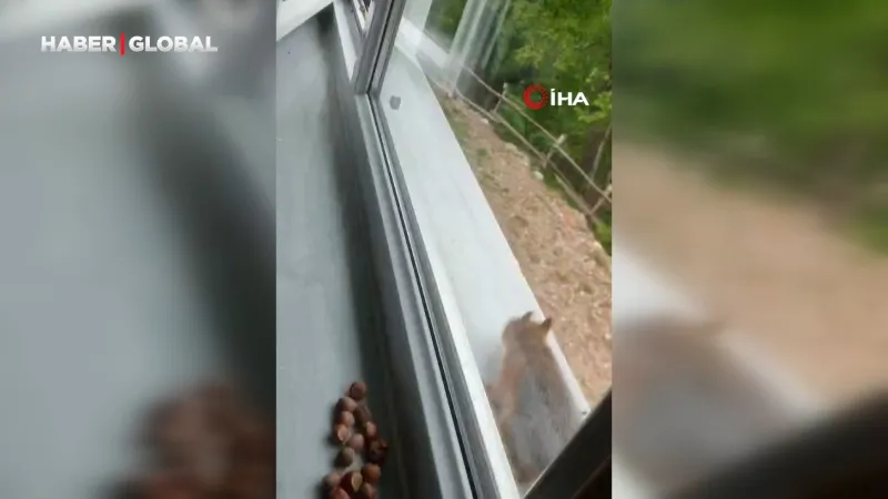 Bartın'da Sincap Ailesi Ev Sahibi Yaptı! İşte Olayın İçyüzü