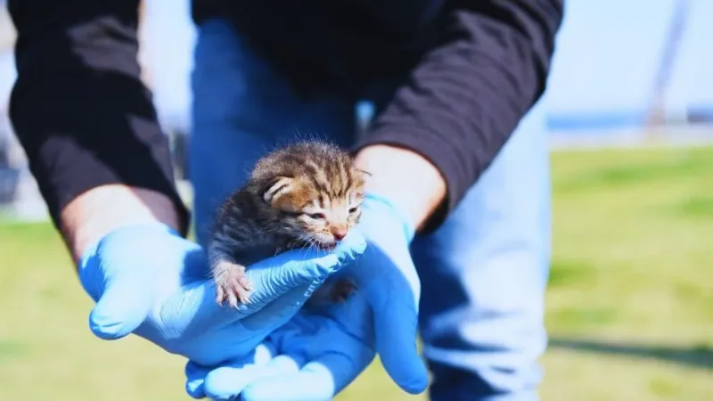 Hatay'da Mucize Kurtuluş! Otomobil Kapısına Sıkışan Kedi Yavrusu