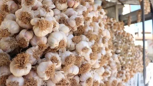 Sahtekarlık sarımsağa da sıçradı, 'Taşköprü sarımsağı' diye 'Çin sarımsağını’ sattılar