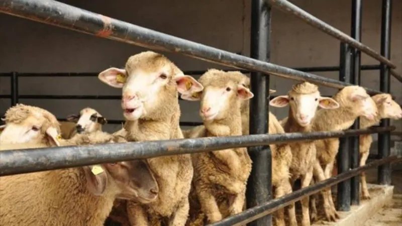 Sivas'ta şap hastalığı tedbirleri kapsamında hayvan pazarları kapatıldı