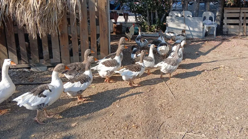Kazlara Şartlı Tahliye! Denize Girmek Yasak mı?