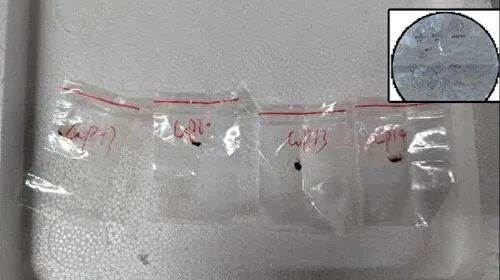 Zehirli mantar operasyonu: Hastalık yayacaklardı yakalandılar