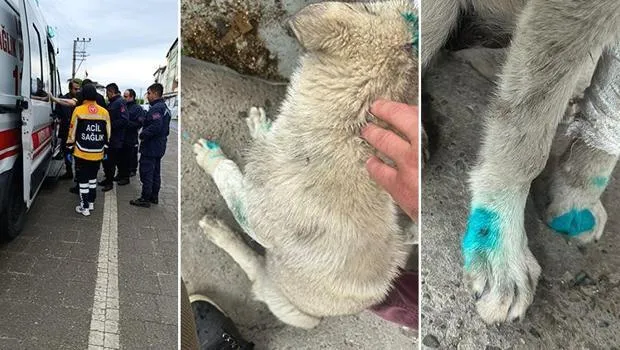 Zonguldak'ta tepki çeken olay! Köpeği ısırdı, ortalığı birbirine kattı